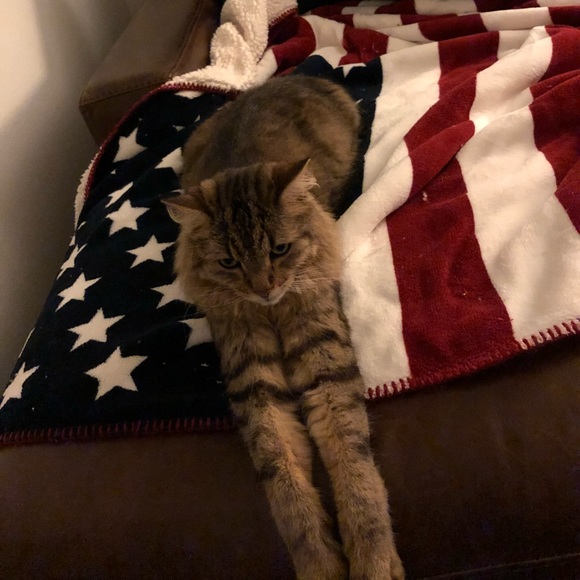 mysterrrkitty